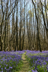 Bluebells carpet the floor of a wood, UK