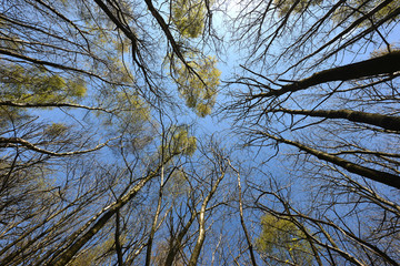 Woodland