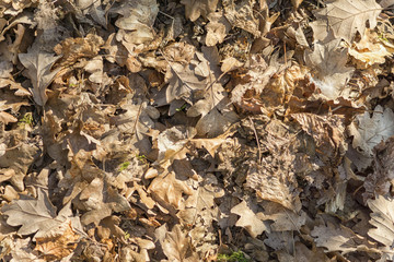 Forest floor in early spring, dry oak leaves. Aerial view
