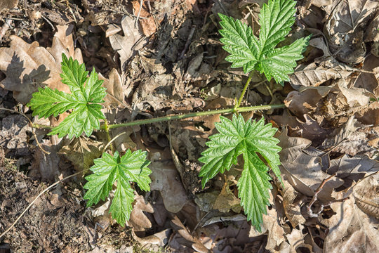 Fresh Spring Green Leaves On Forest Floor In Early Spring. Dry Oak Leaves In Background. Aerial View 