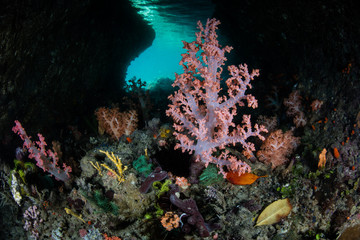 Colorful Soft Corals in Shallow Cave in Raja Ampat