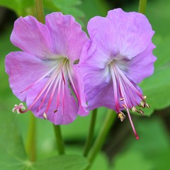 Geranium