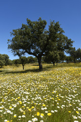 Spring landscape of extremadura landscape near  the village of Valencia de Alcantara,Caceres province, extremadura, Spain