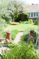 Herbs in a window box