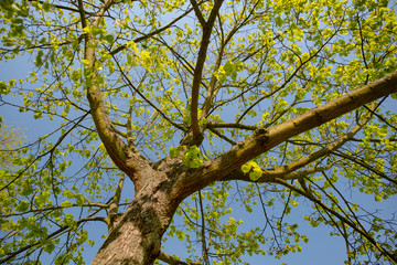 beautiful park tree over blue sky