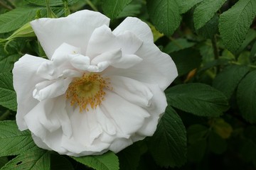 Obraz premium Rugosa rose