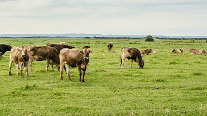 Fototapeta na wymiar troupeau de vaches dans une champs, temps nuageux