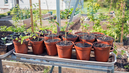 Fototapeta na wymiar Plants Growing In Greenhouse. Vegetable Garden Sustainable Living