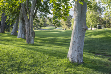 Trees on a golf course in Marbella, Spain.