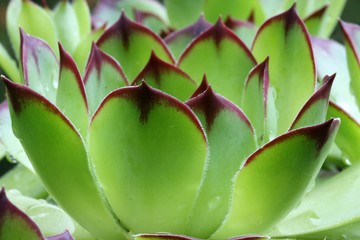 Sempervivum