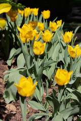 Colorful yellow tulips in spring