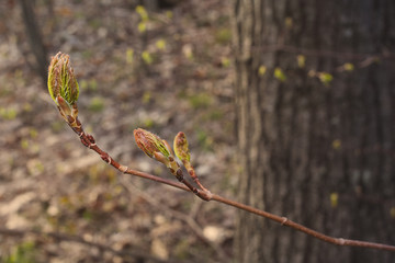 A close up view of a sugar maple tree bud in the Berkshire Mountains of Western Massachusetts.