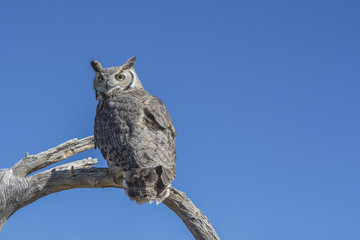 Great Horned Owl on Snag