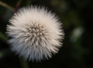 Closeup of dandelion on field