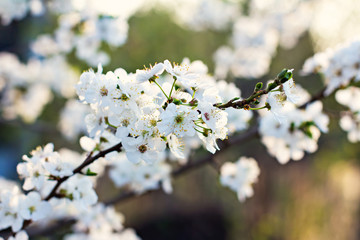Cherry blossoms on a branch in the sunshine. Tonning photo