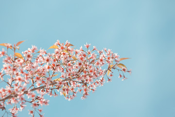 Wild Himalayan Cherry spring blossom