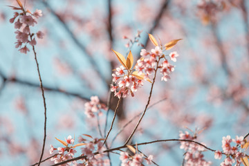 Wild Himalayan Cherry spring blossom