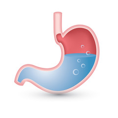 Human's Stomach Graphic Illustration. isolated on white background