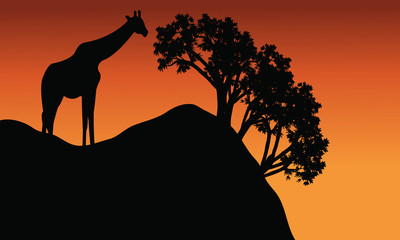 Fototapeta na wymiar Giraffe silhouette in cliff scenery