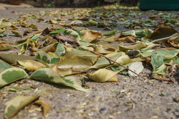 A pile of leaves on the ground