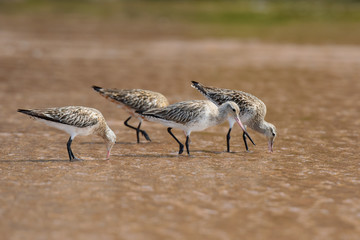 Bar-tailed Godwit, Limosa lapponica