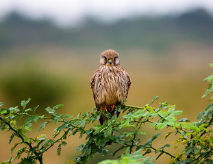 The common kestrel a bird of prey species belonging to the kestrel group of the falcon family. It...