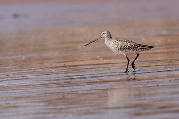 Bar-tailed Godwit, Limosa lapponica