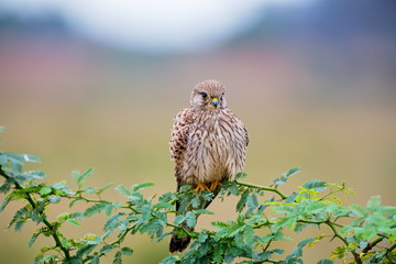 The common kestrel a bird of prey species belonging to the kestrel group of the falcon family. It is also known as the European kestrel, Eurasian kestrel, or Old World kestrel. Perched on a bush.