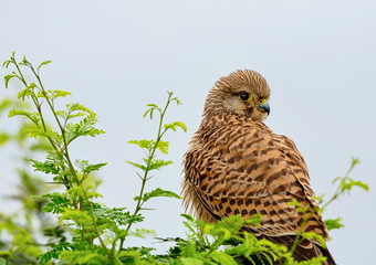 The common kestrel a bird of prey species belonging to the kestrel group of the falcon family. It is also known as the European kestrel, Eurasian kestrel, or Old World kestrel. Perched on a bush.