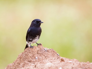 The pied bush chat is a small passerine bird found ranging from West Asia and Central Asia to the Indian subcontinent and Southeast Asia. About sixteen subspecies are recognized through its wide range