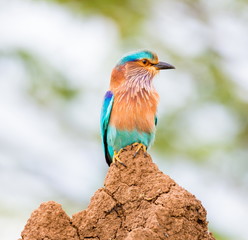 The Indian roller , is a member of the roller family of birds. They are found widely across tropical Asia and are best known for the aerobatic displays of the male during the breeding season. 