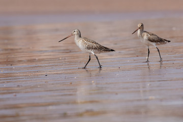 Bar-tailed Godwit, Limosa lapponica