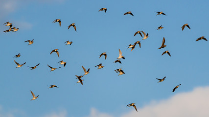 Fototapeta premium Schwarm Bruchwasserläufer (Tringa glareola) an einem Tümpel im Flug