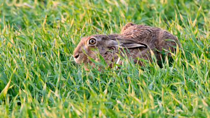Feldhase (Lepus europaeus) versteckt sich in einem Feld