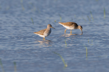 Bruchwasserläufer (Tringa glareola) an einem Tümpel
