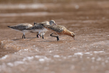 Bar-tailed Godwit, Limosa lapponica