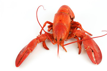 single cooked red lobster isolated on white background
