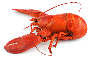 single cooked red lobster isolated on white background