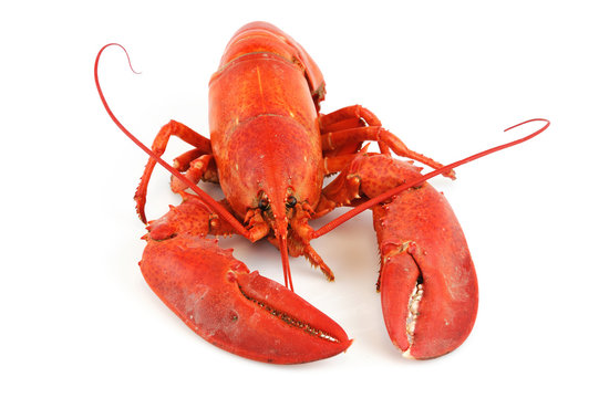 single cooked red lobster isolated on white background