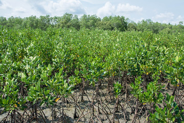 Fototapeta na wymiar mangrove trees showing root in the forrest, Thailand