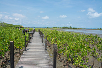 Wood bridge in mangrove the way study nature at thung prong thong ,Rayong , Thailand