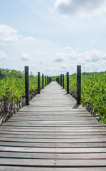 Naklejka na ściany i meble Wood bridge in mangrove the way study nature at thung prong thong ,Rayong , Thailand