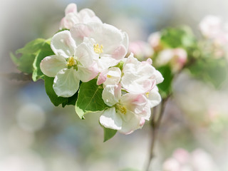 beautiful flowering apple trees.