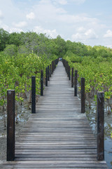 Fototapeta na wymiar Wood bridge in mangrove the way study nature at thung prong thong ,Rayong , Thailand