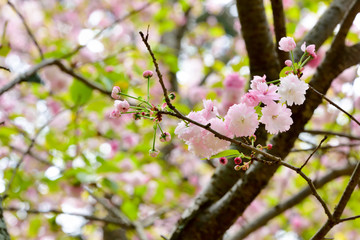 Prunus verecunda 'Antiqua Narano Yae Zakura' 
It is very rare cherry tree.
The cherry tree is the Nara symbol.