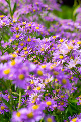 Obraz premium Perennial aster 