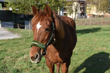 Obraz premium cavallo cavalli pascolare cavallo che mangia