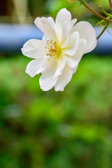 White rose
