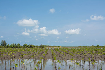 Fototapeta premium little mangrove trees showing root in the forrest, Thailand
