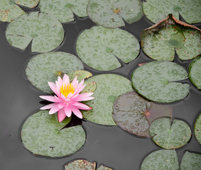 Water lilies